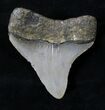 Posterior Megalodon Tooth - North Carolina #19763-1